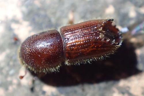 Ips sexdentatus